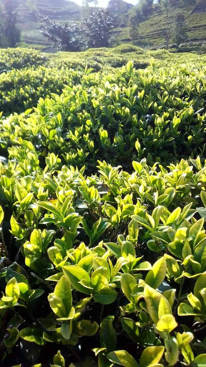 Cảnh đẹp đồi chè xanh hình nền