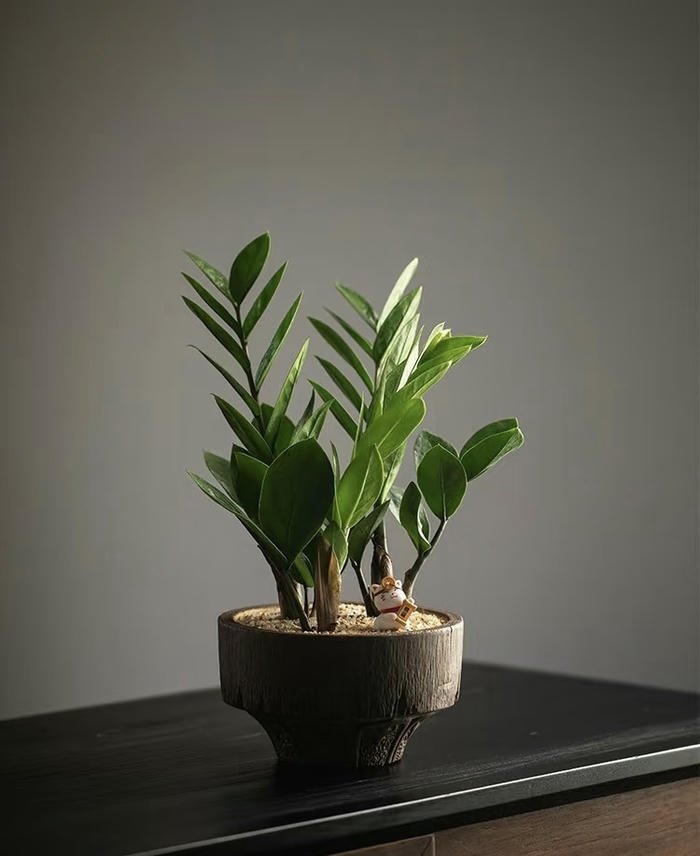 Cây kim tiền tươi tốt phong thuỷ