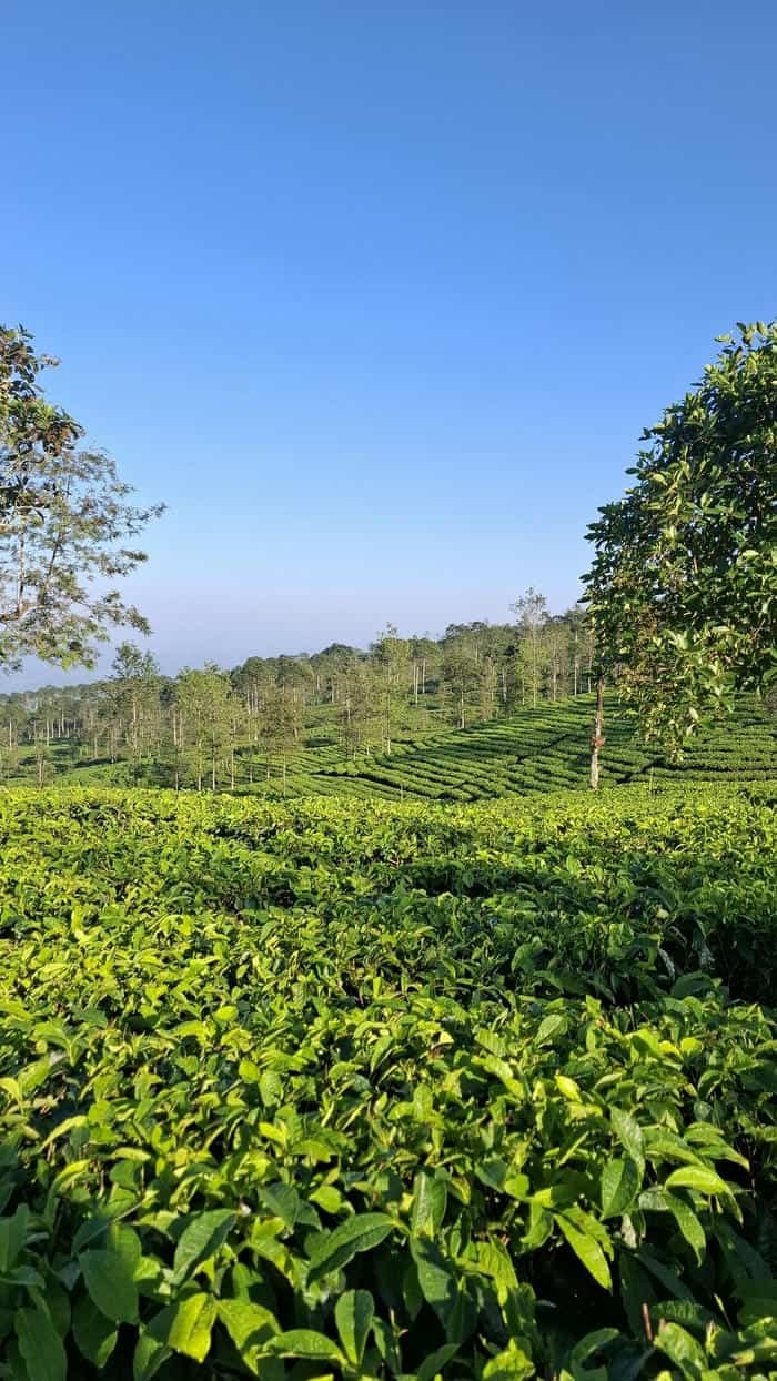 Đồi chè xanh hình nền cực đẹp