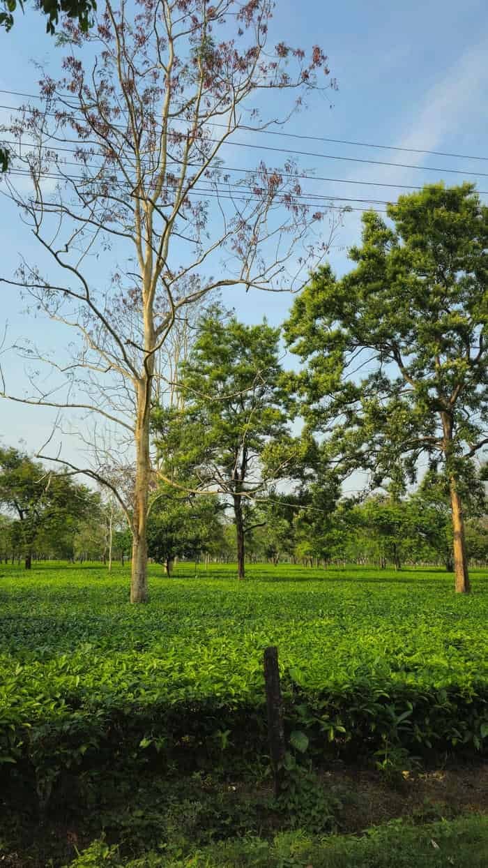 Đồi chè xanh hình nền dịu mắt