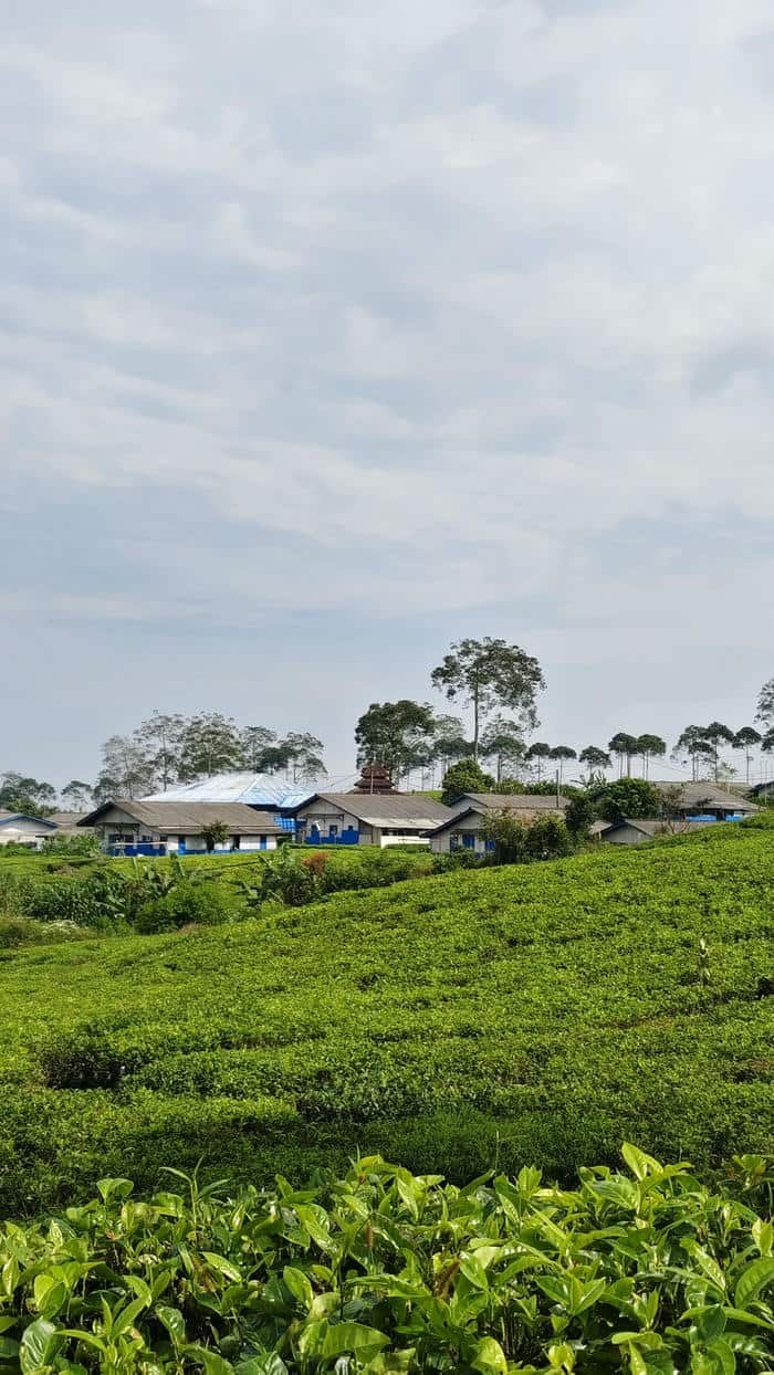 Đồi chè xanh hình nền đơn giản