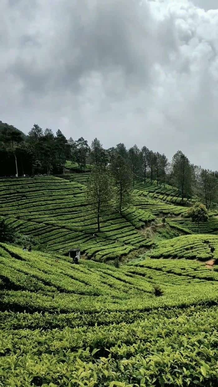 Đồi chè xanh hình nền mộc mạc