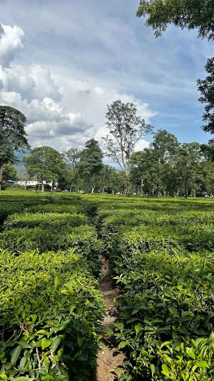 Đồi chè xanh hình nền siêu đẹp