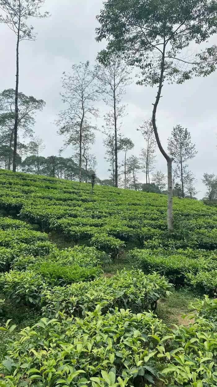 Đồi chè xanh hình nền thanh bình