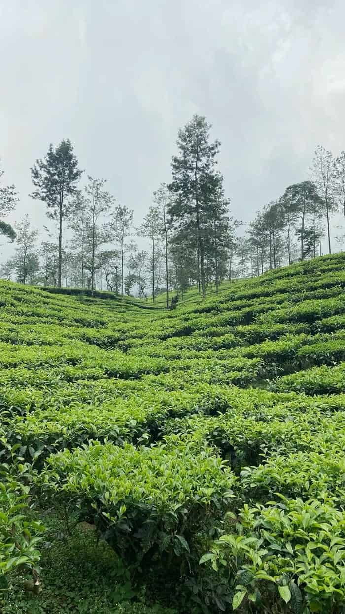 Đồi chè xanh hình nền tinh tế