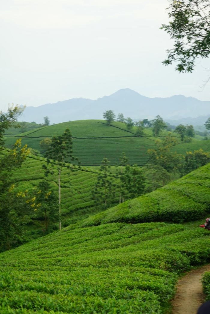 Đồi chè xanh hình nền tự nhiên