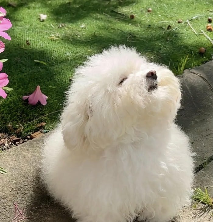 Hình ảnh avatar chó đáng yêu đơn giản