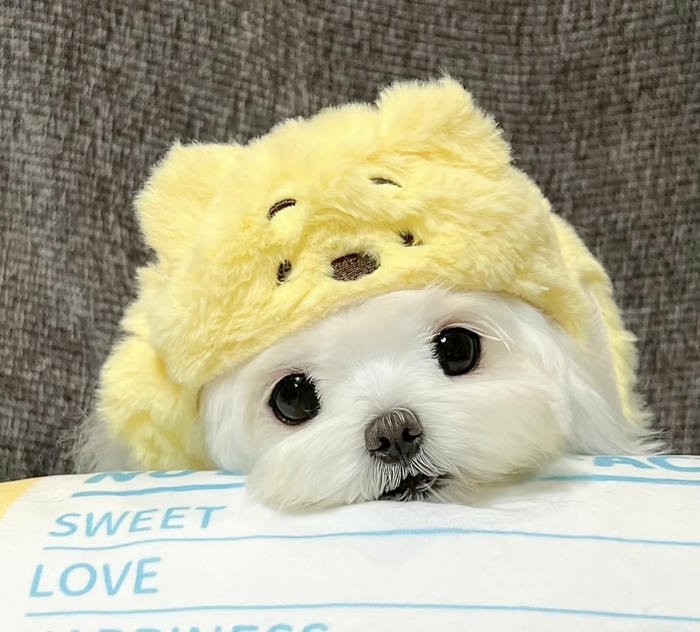 Hình ảnh avatar chó đáng yêu rõ nét