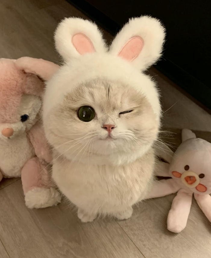 Hình ảnh avatar con vật dễ thương dễ dùng