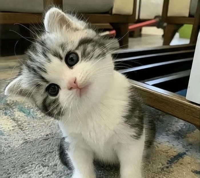 Hình ảnh avatar mèo mặt tròn đẹp