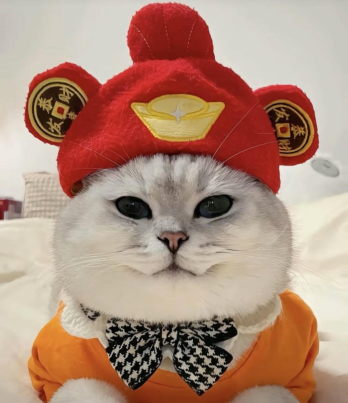 Hình ảnh avatar mèo mặt tròn rõ nét