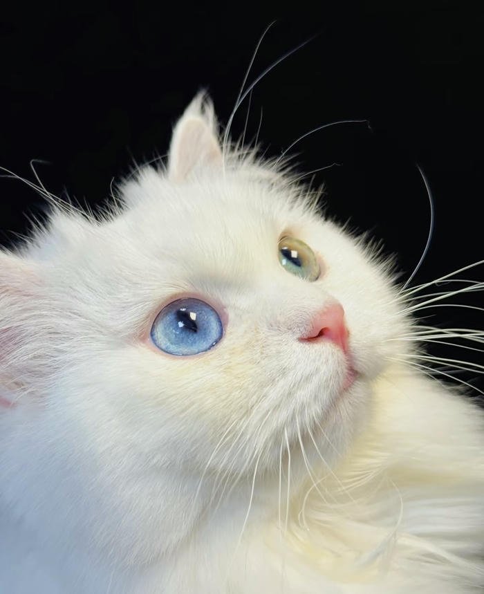 Hình ảnh avatar thú cưng cute đẹp