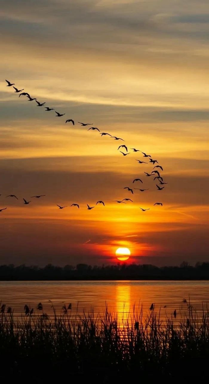 Hình ảnh nền chim trời sắc nét thiên nhiên