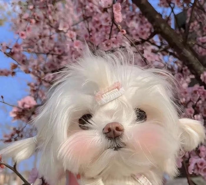 Hình avatar chó đáng yêu dễ mến