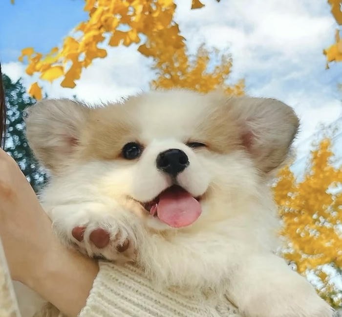 Hình avatar con vật dễ thương nổi bật