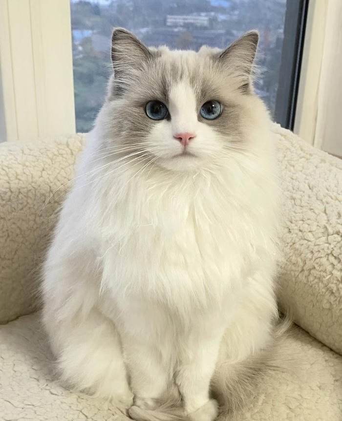 Hình avatar con vật dễ thương phong cách