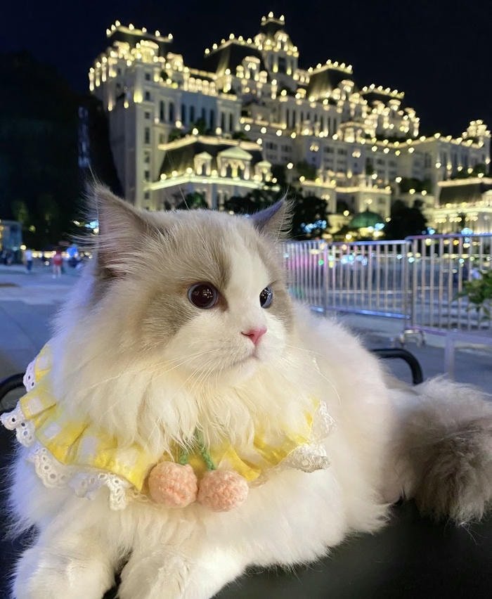 Hình avatar con vật dễ thương sinh động