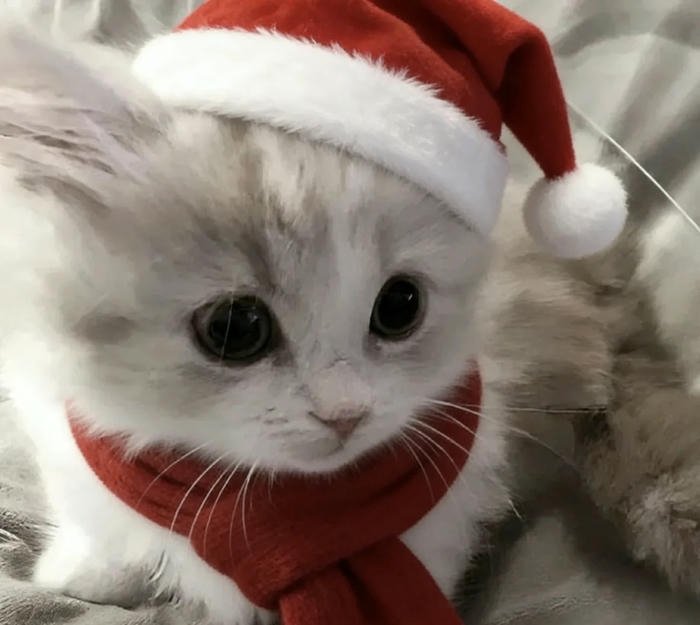 Hình avatar con vật dễ thương thân thiện