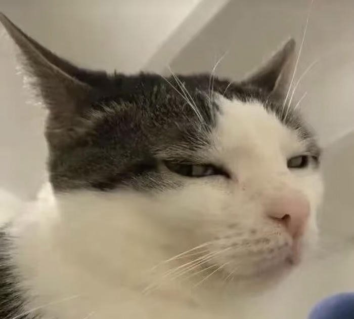 Hình avatar meme vui nhộn hài hước