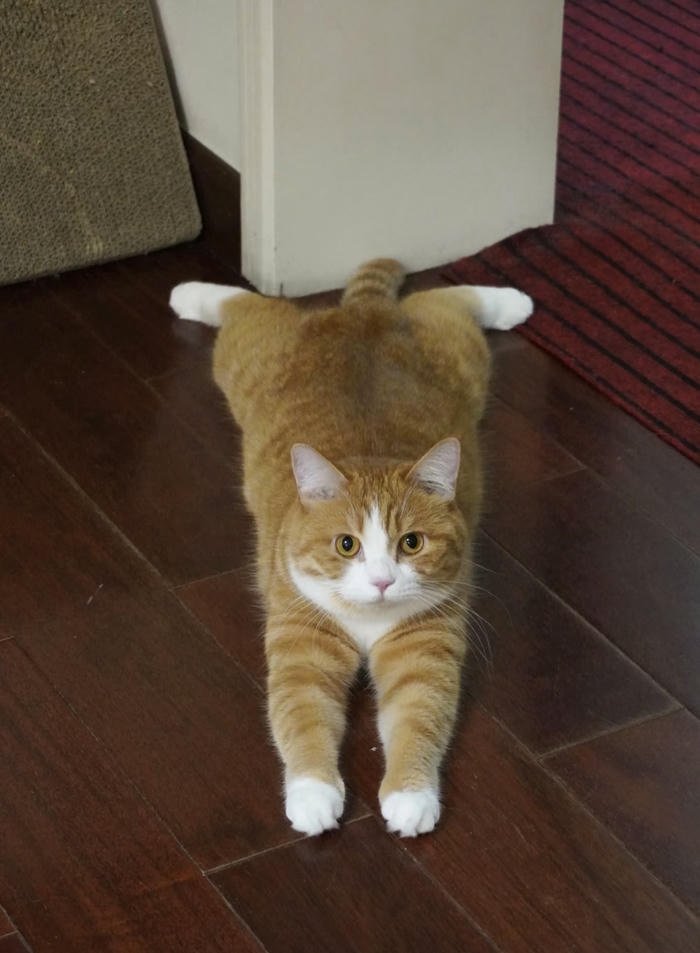 Hình avatar mèo mặt tròn đáng yêu