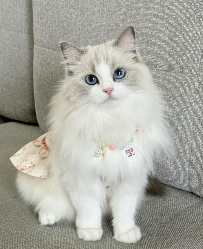 Hình avatar mèo mặt tròn dễ nhìn