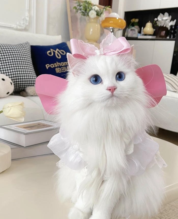 Hình avatar mèo mặt tròn dễ thương