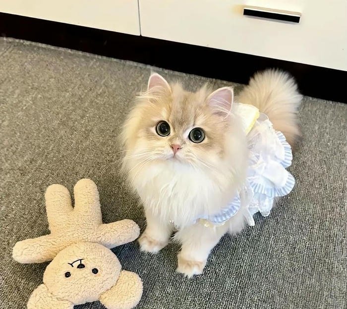 Hình avatar mèo mặt tròn thân thiện