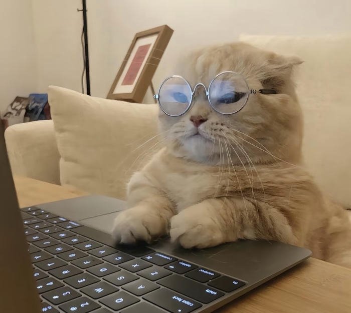 Hình avatar mèo mặt tròn vui nhộn