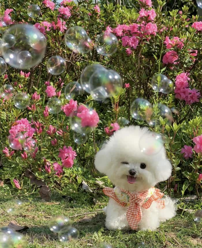 Hình avatar thú cưng cute thân thiện