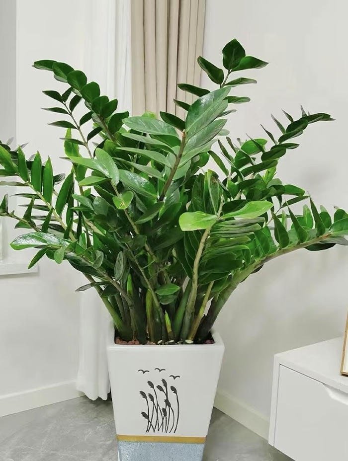 Hình cây kim tiền hút tài lộc