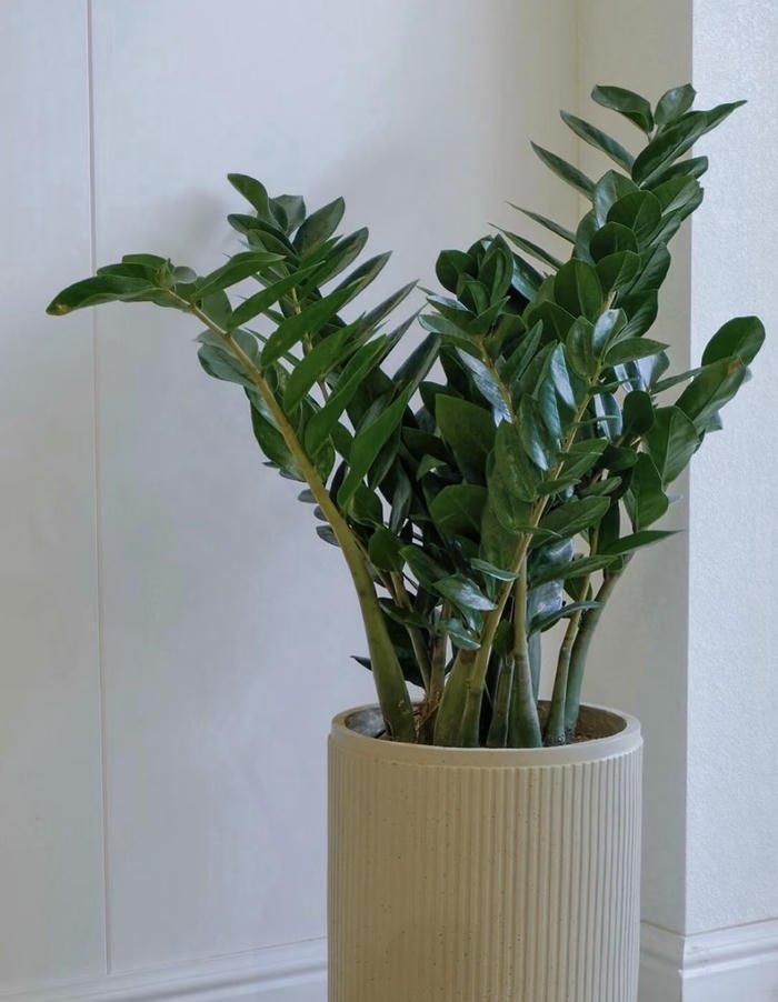 Hình cây kim tiền mang vượng khí