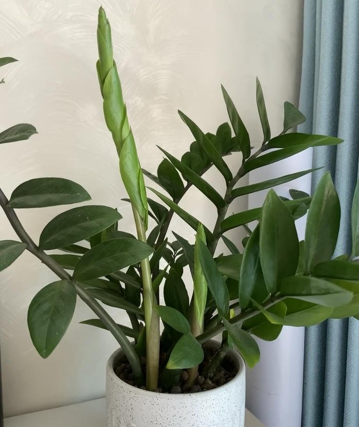 Hình cây kim tiền xanh mướt