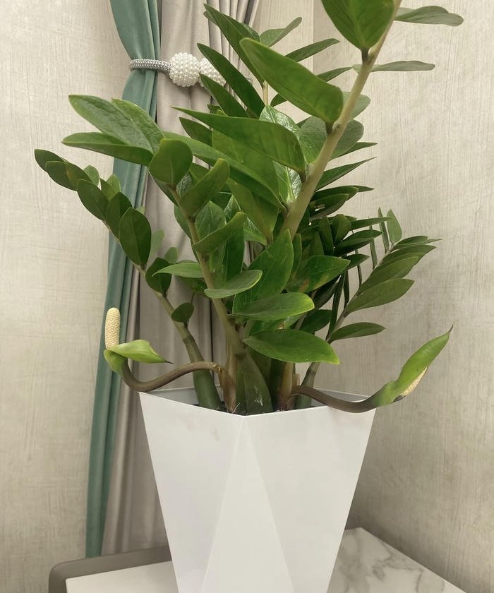 Hình chậu kim tiền phong thuỷ lá tươi sáng