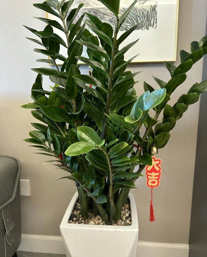 Hình chậu kim tiền phong thuỷ vượng