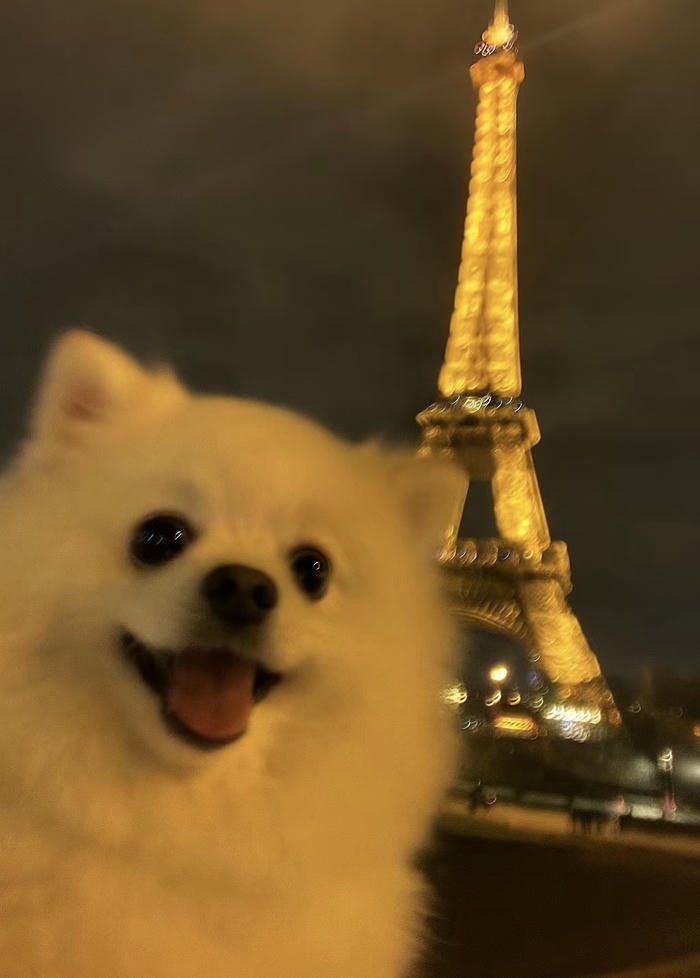 Hình đại diện chó đáng yêu đơn giản