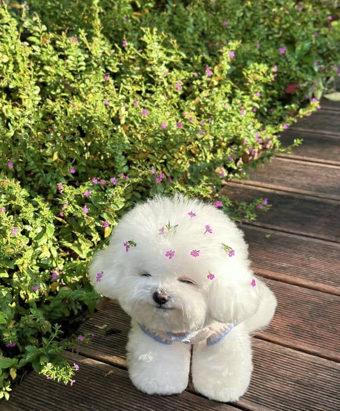 Hình đại diện chó đáng yêu nổi bật