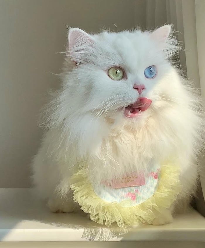 Hình đại diện thú cưng cute đáng yêu