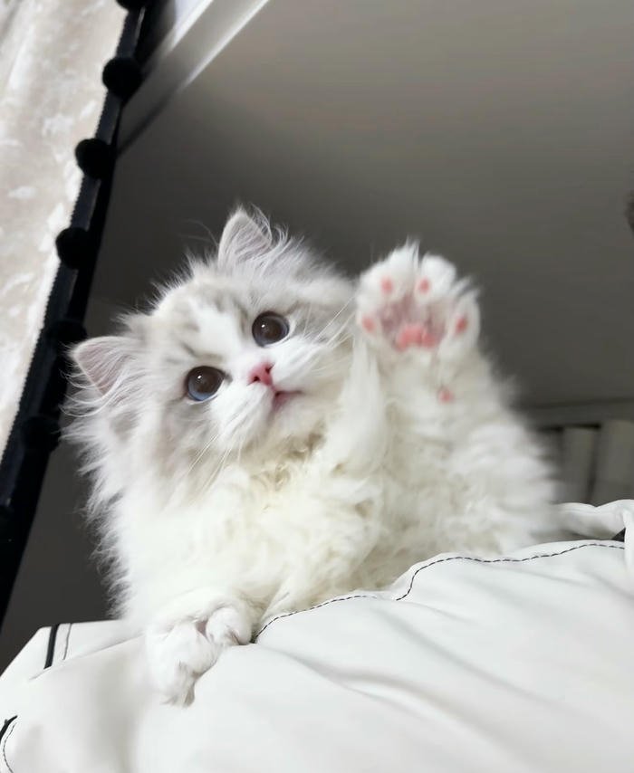 Hình đại diện thú cưng cute dễ dùng