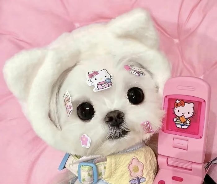 Hình đại diện thú cưng cute hài hòa