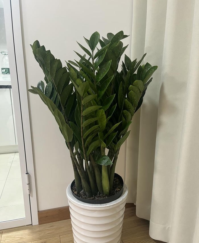 Hình kim tiền phong thuỷ đẹp mắt