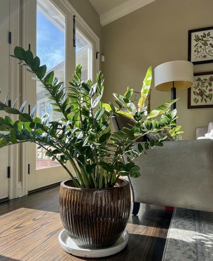 Hình kim tiền sang trọng phong thuỷ