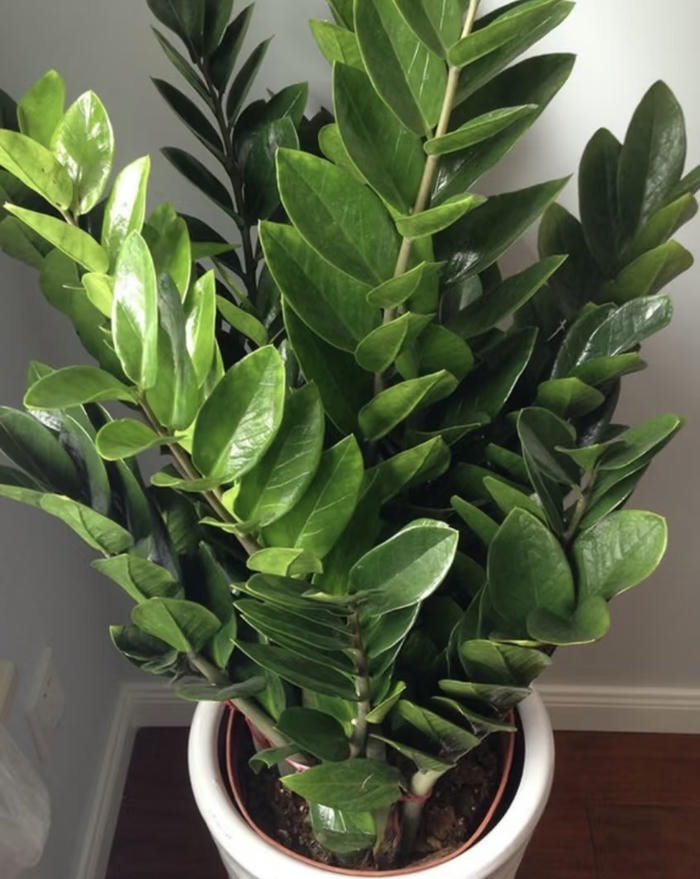 Hình kim tiền xanh mát phong thuỷ