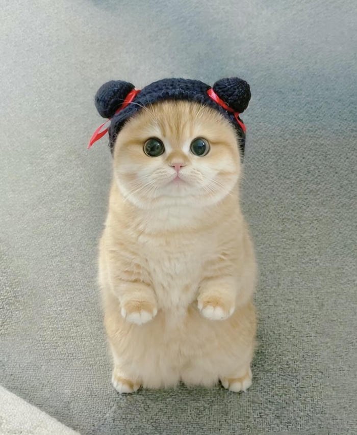 Hình mèo mặt tròn dễ thương làm avatar