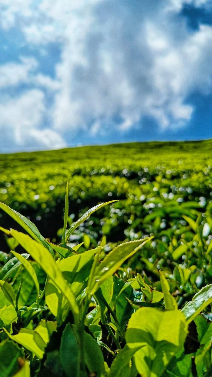 Hình nền đồi chè xanh giản dị