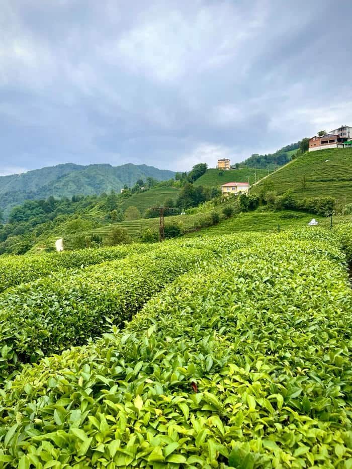 Hình nền đồi chè xanh hài hòa