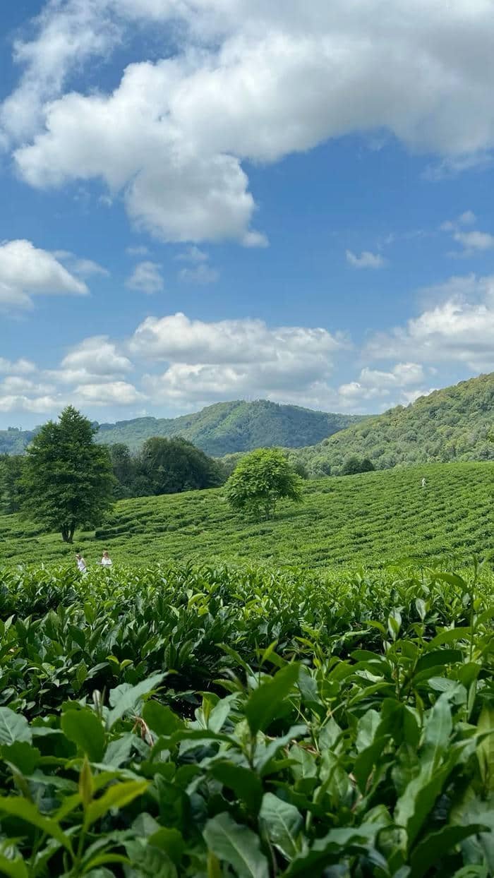 Hình nền đồi chè xanh nhẹ nhàng