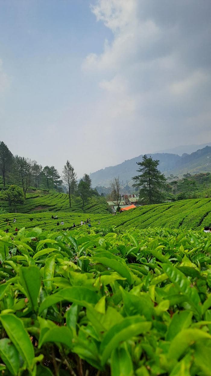 Hình nền đồi chè xanh thư giãn