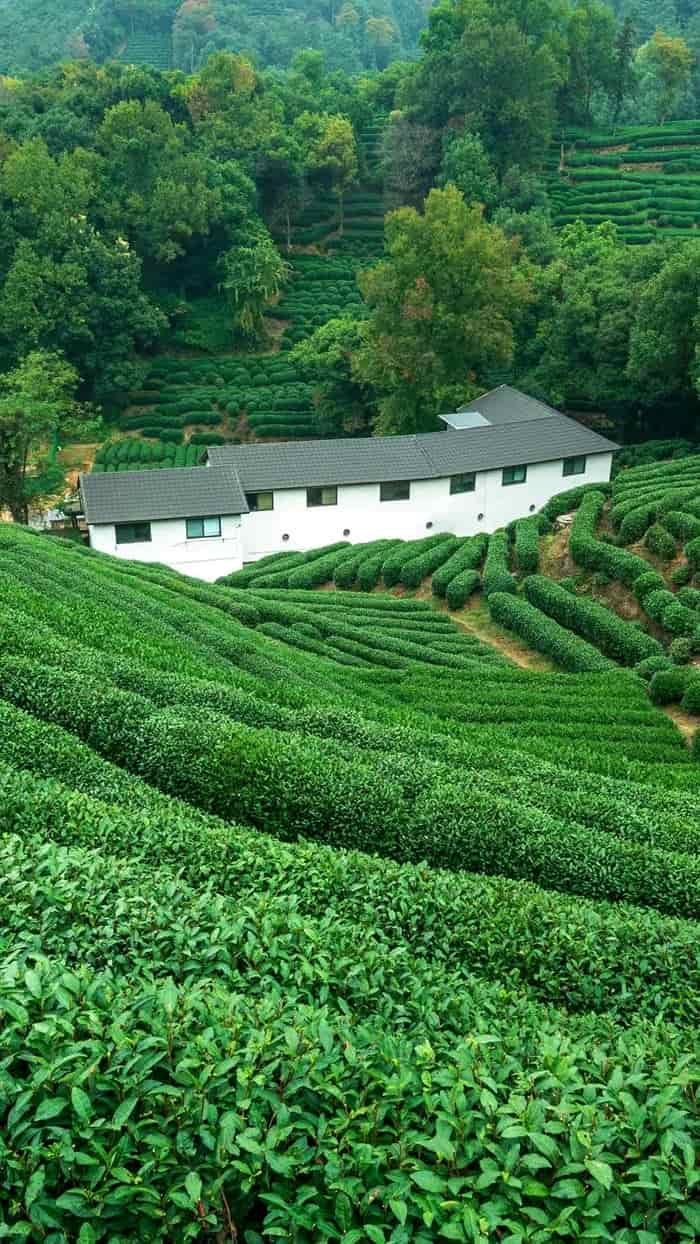 Hình nền đồi chè xanh tinh giản