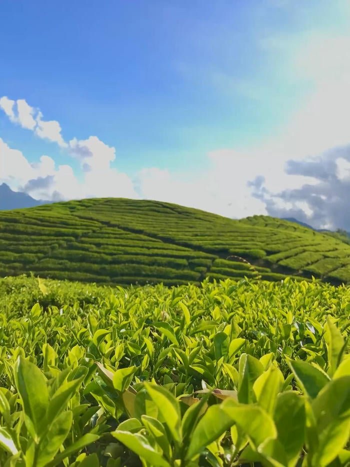 Hình nền đồi chè xanh tinh tế