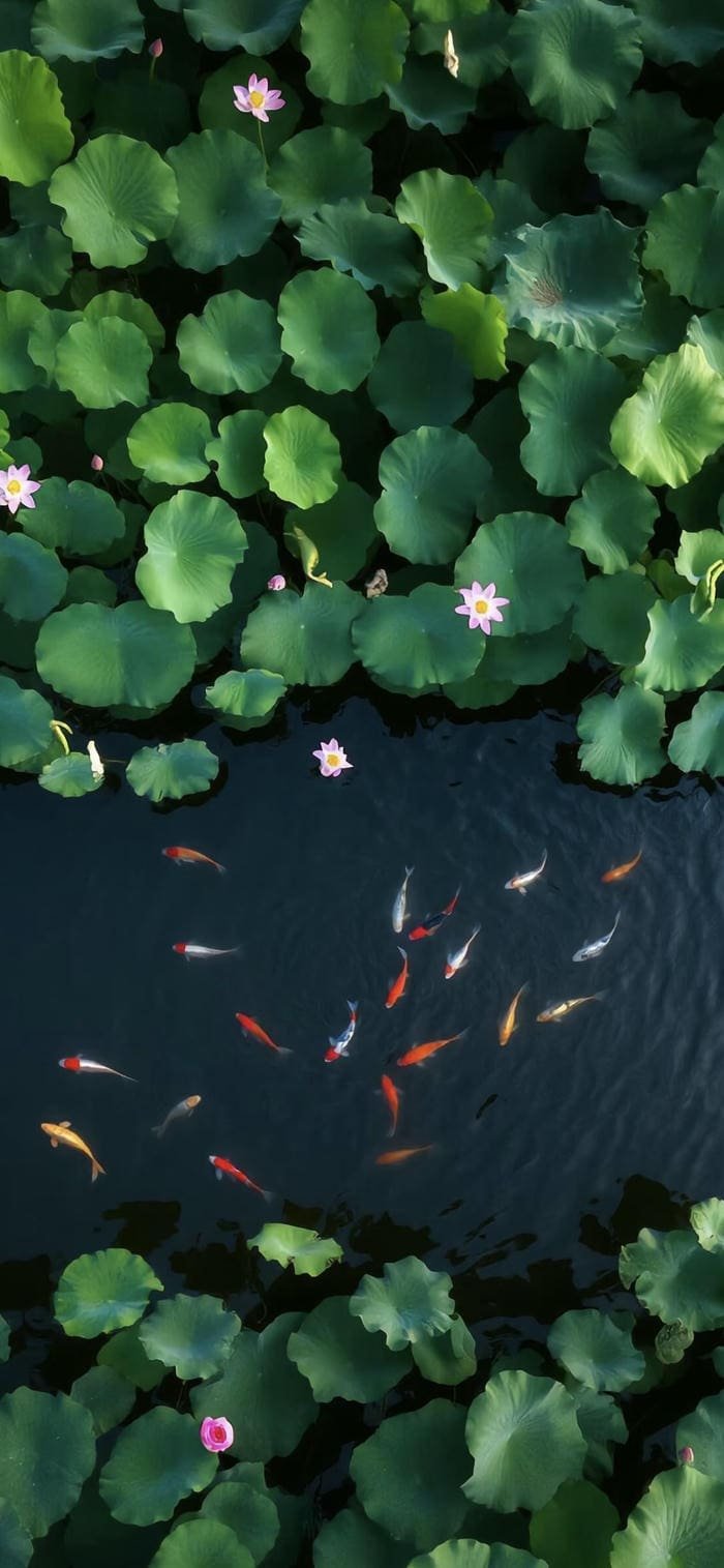 Hình nền mặt hồ yên bình trầm lắng